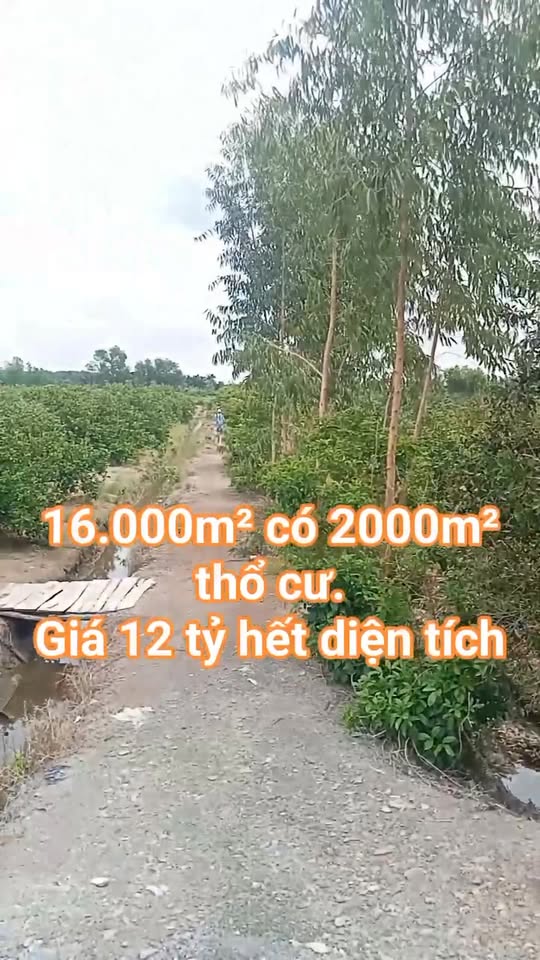 Đất thổ cư 2000m² tại Thạnh Hoà, Bến Lức, Long An - Giá 12 tỷ - View sông tuyệt đẹp!