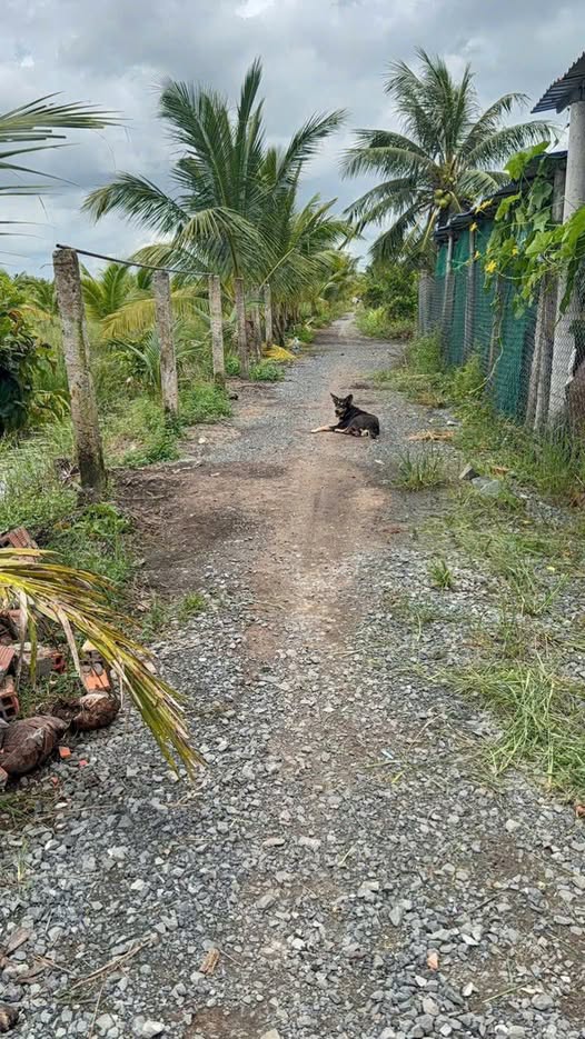 Đất vườn 1000m² ở Bình Đức - Bến Lức - Giá 450 triệu - Cơ hội đầu tư hiếm có!