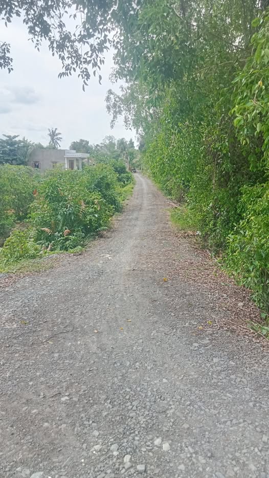 Đất vườn 1000m² + 100m² thổ cư tại Thạnh Hòa, Bến Lức - Giá chỉ 1.55 tỷ, tặng nhà 2 mái ngói!