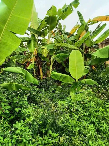 Đất sổ đỏ chính chủ tại Quỳnh Ngọc, Quỳnh Phụ 1200m² - Giá chỉ 1 tỷ VND!