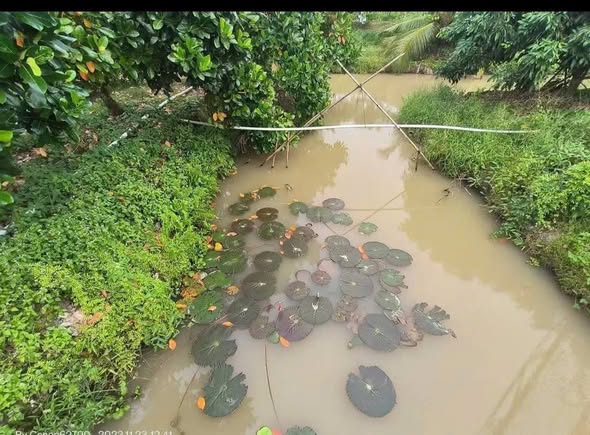 Farm 50.000m² tại Định Thành, Thoại Sơn, An Giang - Giá chỉ 15 tỷ, thu nhập 600 triệu/năm!