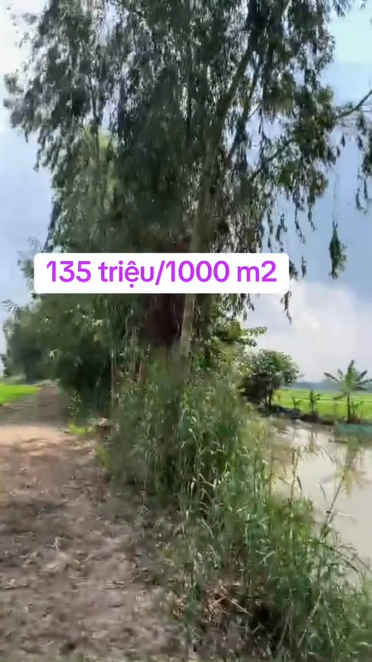 Đất nền 4.000m² tại Định Mỹ, An Giang - Giá chỉ 540 triệu, gần chợ!