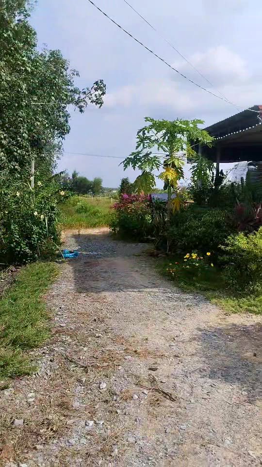 Đất Lúa Kp Lộc Hòa, Trảng Bàng 300m² giá 280 triệu - Nở hậu tuyệt đẹp!