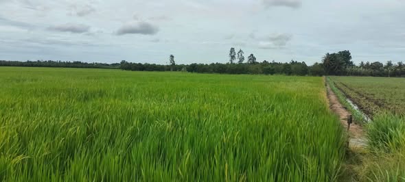 Đất trồng lúa 4300m² tại xã Vĩnh Hòa, Tân Châu, An Giang - Giá tốt cho nhà đầu tư!