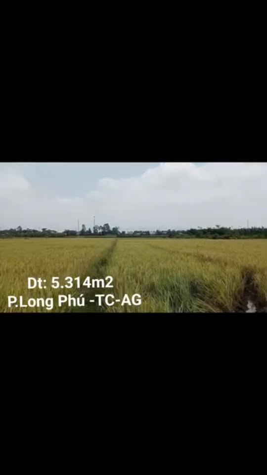 Đất lúa 5314m² tại Long Phú, Tân Châu - Giá thỏa thuận, tiềm năng phát triển!