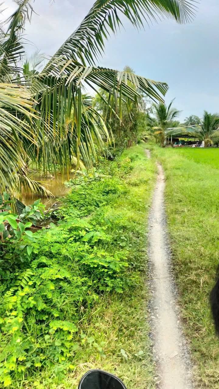 Đất nông nghiệp Cầu Kè Trà Vinh 20.000m² giá 2.2 tỷ - Cơ hội đầu tư hấp dẫn!