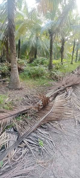 Đất vườn dừa 3000m² xã Đại Điền, Thạnh Phú, Bến Tre - Giá chỉ 1.6 tỷ, có thổ cư!