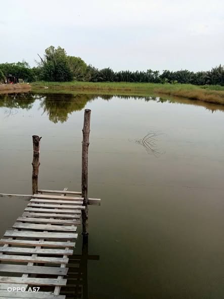 Đất nền 1637m² tại Thạnh Trị, Bình Đại - Giá chỉ 450 triệu - Cơ hội đầu tư tuyệt vời!