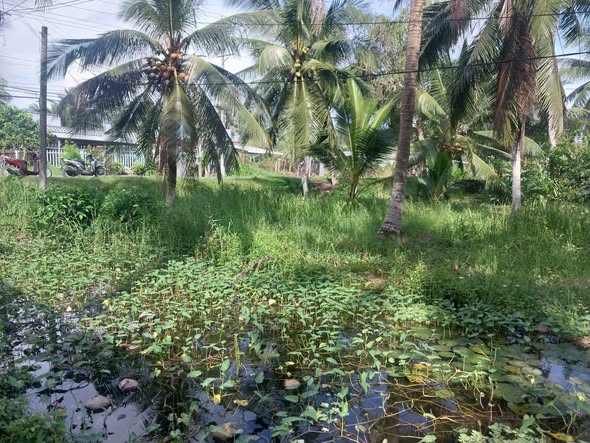 Đất mặt tiền Quốc lộ 57, xã Đại Điền, Vĩnh Long 730m² chỉ 109.5 tỷ - Cơ hội đầu tư tuyệt vời!