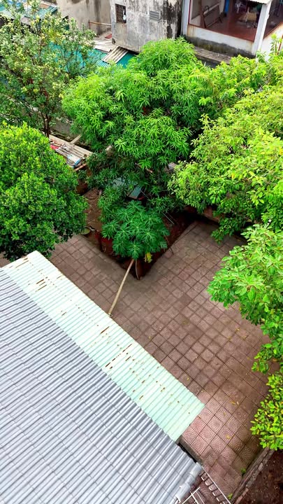 Nhà bán tại phường Thanh Miếu, TP Việt Trì 420m² - Vị trí đắc địa, pháp lý rõ ràng!