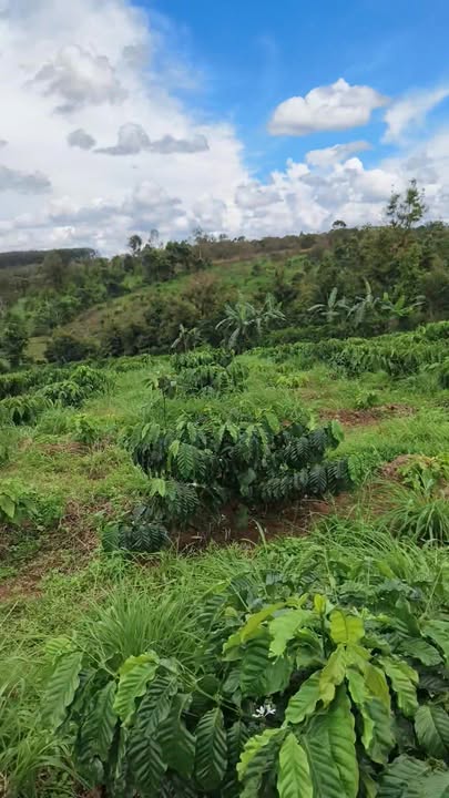 Farm 2ha6 tại Bù Đăng, Bình Phước giá 3.7 tỷ - Sở hữu ngay đất cà phê màu mỡ!