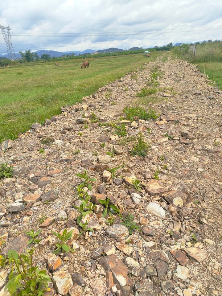 Đất ruộng Tân Văn 1,3 sào giá 550 triệu - Đầu tư sinh lời ngay!