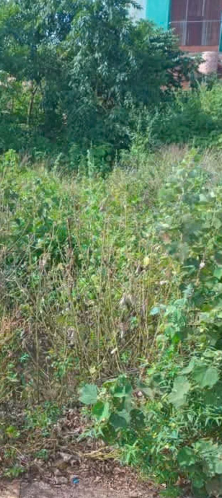 Đất thổ cư thôn 3, xã Ea Nam 800m² giá 500 triệu - Tiềm năng đầu tư lớn!