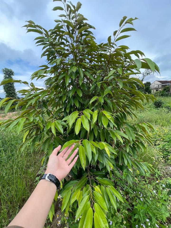 Đất nền Cư Ni, Ea Kar 150m² giá 270 triệu - View đẹp, khu dân cư yên tĩnh!