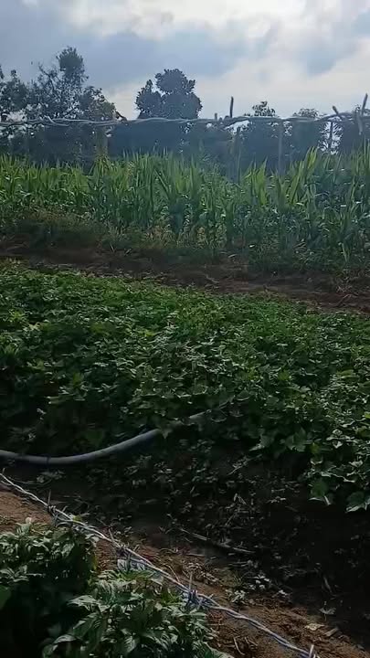 Đất nền Ea Pal 720m² giá 1 tỷ - Mặt tiền kinh doanh lý tưởng!