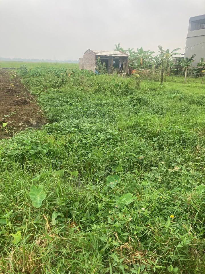 Đất thổ cư Yên Quang Nho Quan 150m² giá chỉ 7xx triệu - Cơ hội đầu tư tốt!