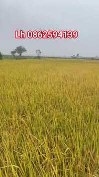 Đất nền Minh Đức, Tứ Kỳ, 100m² giá 650 triệu - Đường ô tô, view cánh đồng thoáng mát!