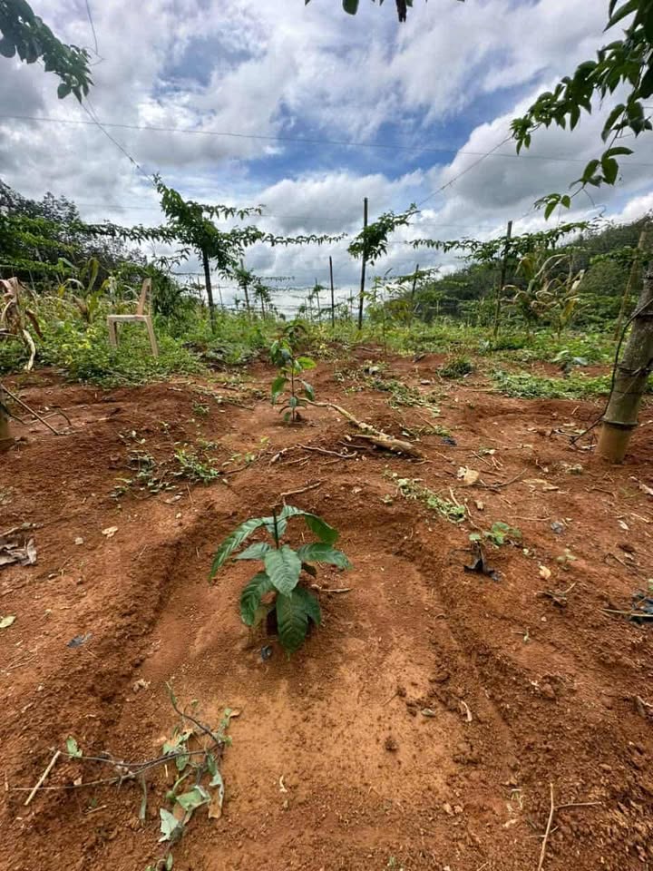 Đất nông nghiệp Ea Khal, 2ha giá 3.1 tỷ - Đầu tư sinh lời ngay!