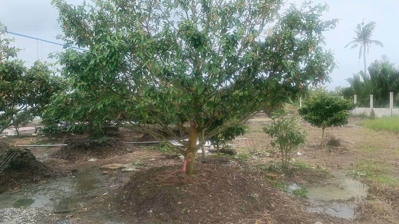 Farm Ấp 1 Nhựt Tảo 2500m² giá 3.5 tỷ - Bán gấp, đường ô tô tới nhà!