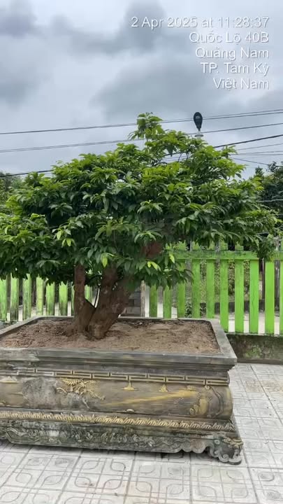 Nhà vườn cho thuê tại Tam Ngọc, Quảng Nam - Diện tích 2000m² giá chỉ 4 triệu/tháng!