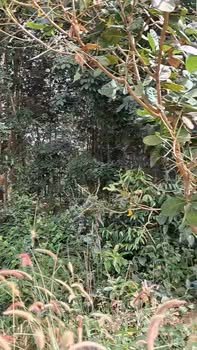 Đất cao su 5 sào mặt tiền đường bê tông - Giá chỉ 800 triệu!