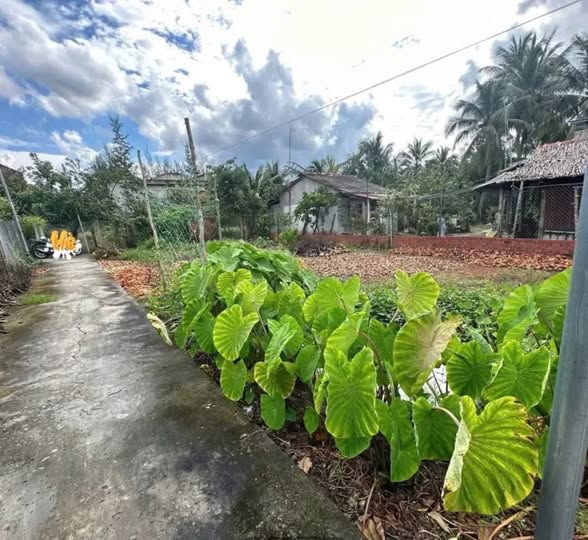 Đất nền 3200m² Thạnh Trị, Bình Đại - Giá chỉ 450 triệu, cơ hội đầu tư sinh lời!