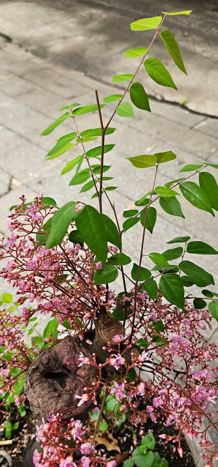 Nhà mặt tiền đường Xuân Thủy 43m² giá 3 tỷ - Thiết kế 3 tầng hiện đại!