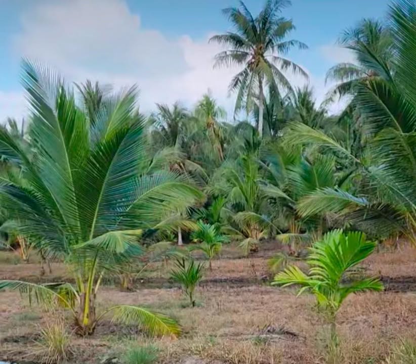 Đất 3 mặt tiền đường nhựa tại Nhị Long Phú, Càng Long, Trà Vinh giá 1.7 tỷ - Cơ hội đầu tư tuyệt vời!