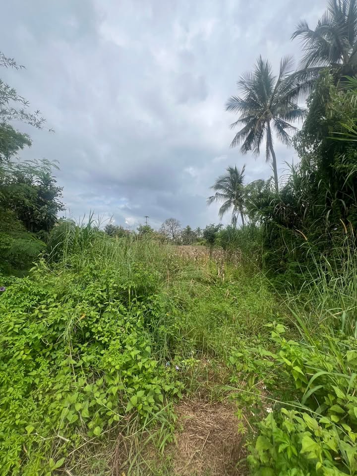 Đất nền Hòa Phú, Buôn Ma Thuột 728m² giá 1.45 tỷ - Cần bán gấp!