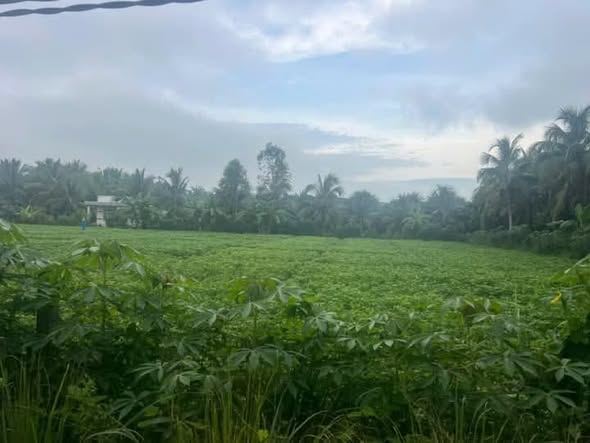 Đất mặt tiền xã Châu Hưng, Bình Đại 2160m² giá chỉ 100 triệu/m ngang - Cơ hội đầu tư hấp dẫn!