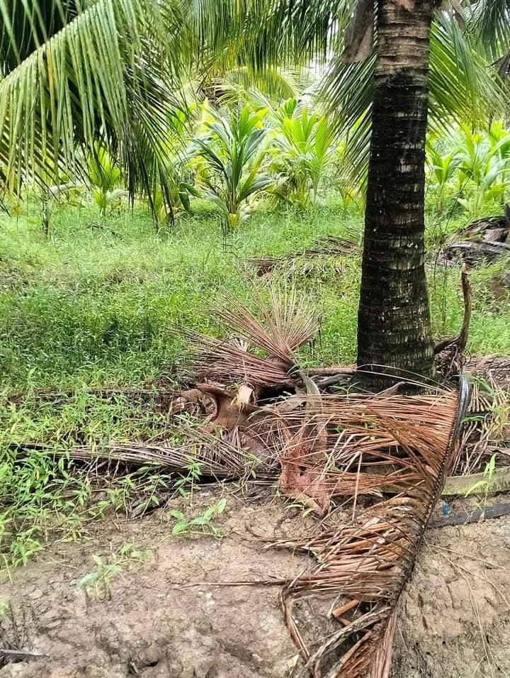 Đất vườn dừa 2591m² xã Châu Hưng, huyện Bình Đại - Giá chỉ 850 triệu