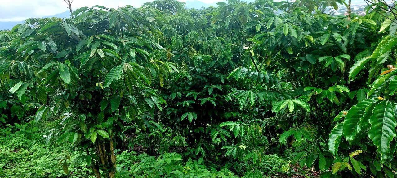 Đất trồng cà phê 4460m² Đinh Công Tráng, Lộc Châu, Bảo Lộc - Giá chỉ 2.453 tỷ, thương lượng tốt!