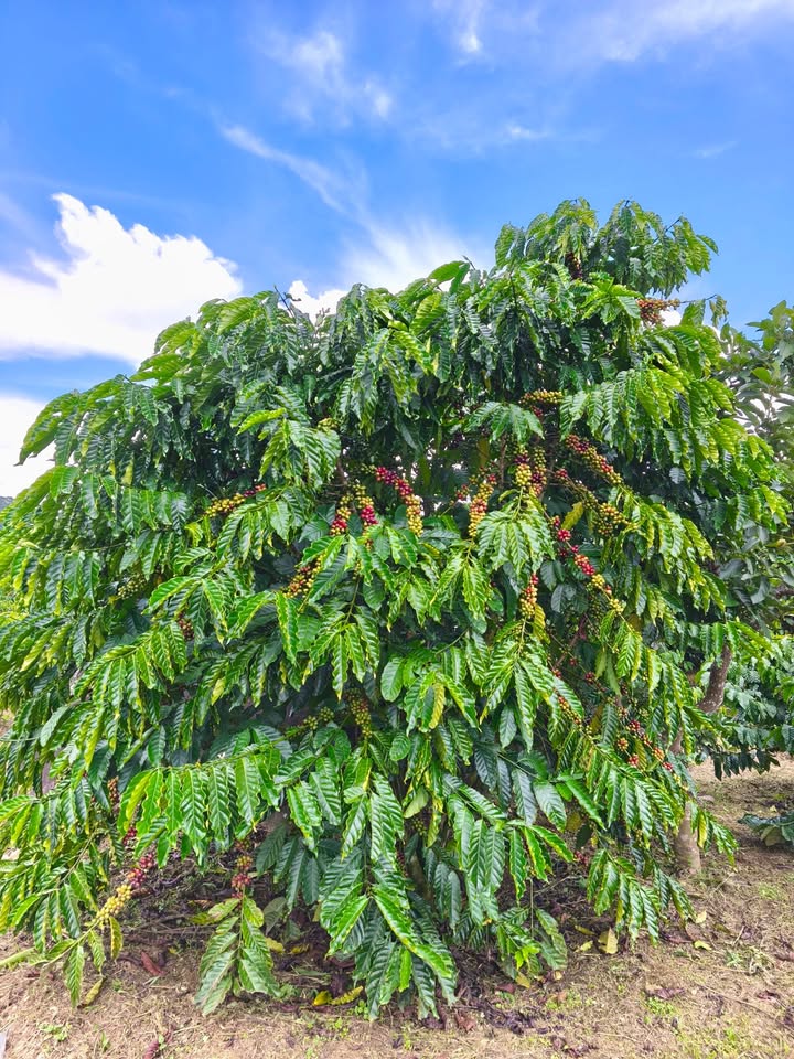 Đất vườn cà phê Bảo Lâm 760m² giá 500 triệu - Sổ đỏ chính chủ!