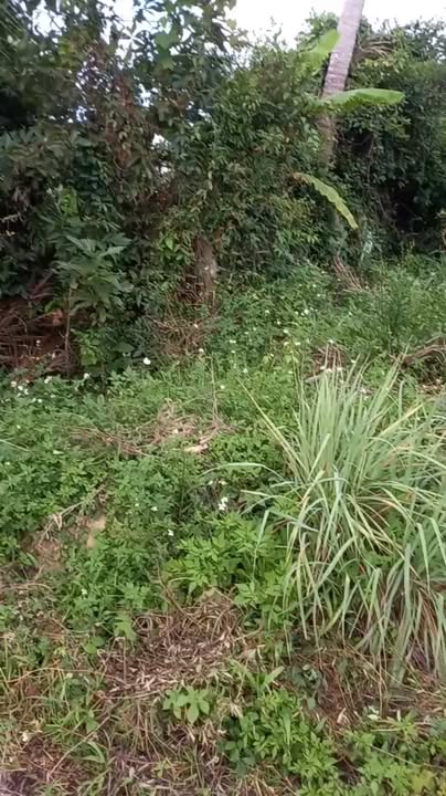 Đất vườn Diên Phước Diên Khánh 605m² giá 1.65 tỷ - Đầu tư sinh lời tuyệt vời!