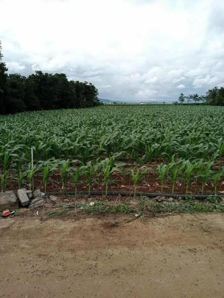 Đất sào đường Ba Cản, Tân Hội 4.000m² giá chỉ 2.9 tỷ - Đầu tư sinh lời ngay!