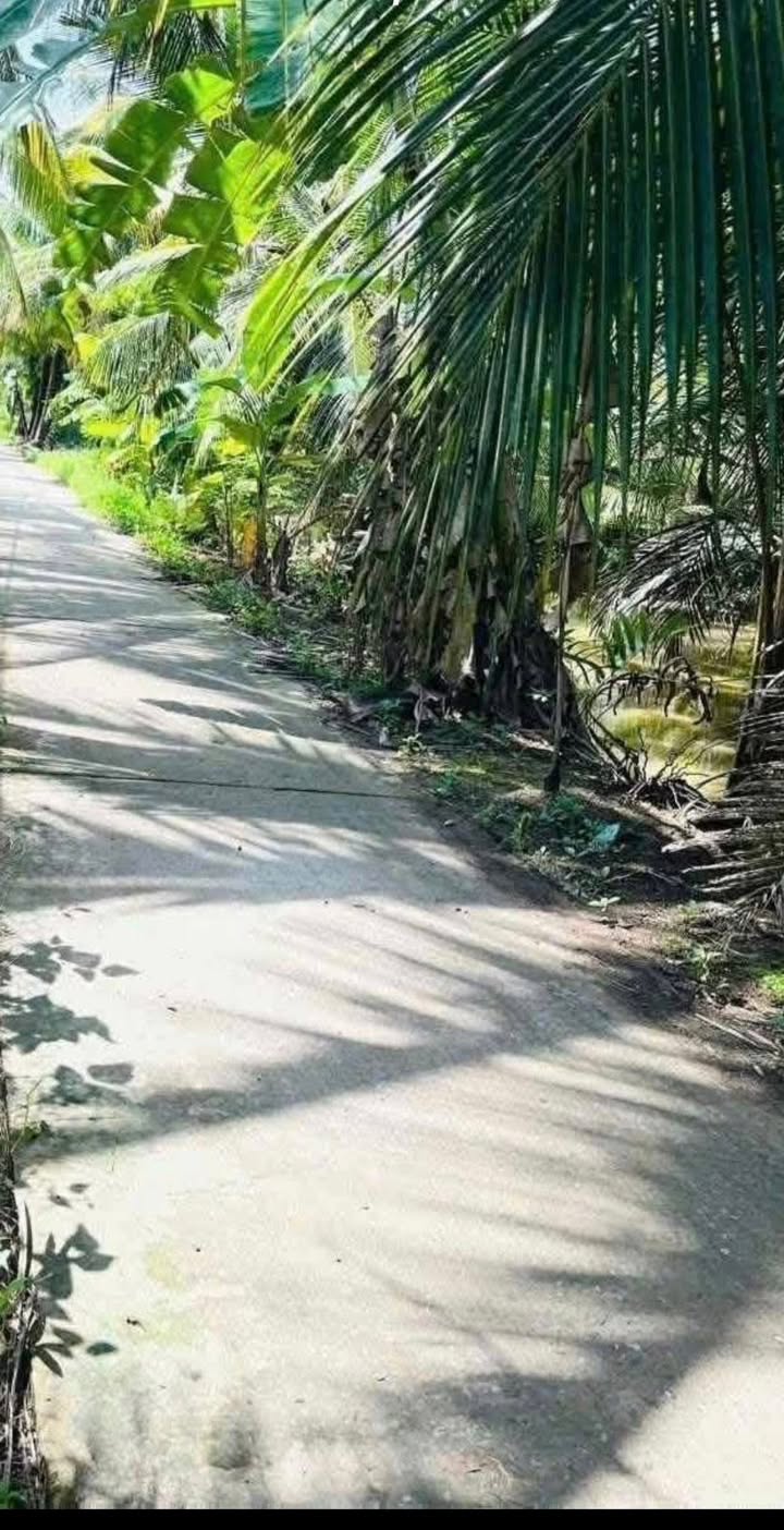 Đất vườn dừa Thạnh Trị 4900m² giá chỉ 882 triệu - Cơ hội đầu tư tuyệt vời!