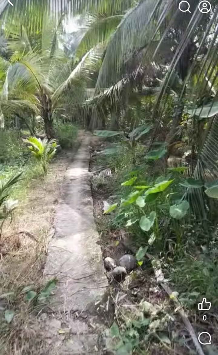 Đất vườn dừa Lương Hoà, Giồng Trôm, Bến Tre 3267m² giá 900 triệu - Cơ hội đầu tư sinh lời!