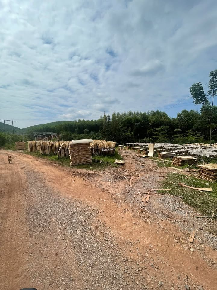 Kho xưởng cho thuê tại Tam Tiến, Yên Thế 10,000m² - Giá cực hấp dẫn!