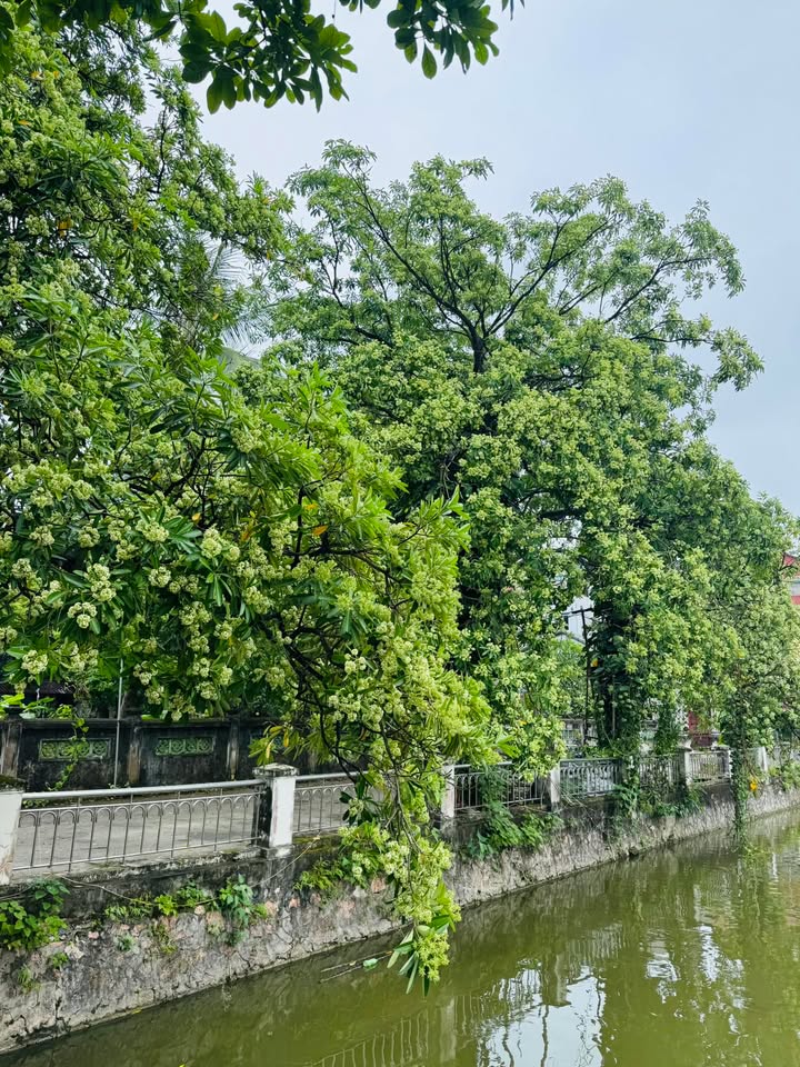 Đất dịch vụ Phú Lương 50m² giá 9 tỷ - Vị trí trung tâm sinh lời cao!