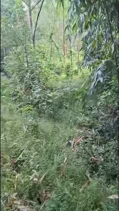 Đất rừng Bạch Lưu, Sông Lô 1.700m² giá chỉ 100 triệu - Cơ hội đầu tư tuyệt vời!