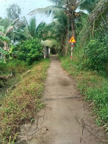 Đất nền 5000m² tại Nhị Long, Càng Long - Giá chỉ 1.6 tỷ, thương lượng ngay!