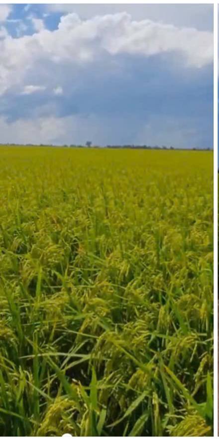 Đất nền 4 công tại Tân Hồng, Đồng Tháp - Giá chỉ 130 triệu/công!