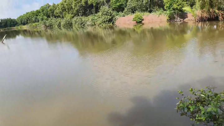 Đất nông nghiệp 20.8 công tại ấp Cồn Cù, Trà Vinh - Cơ hội đầu tư tuyệt vời!