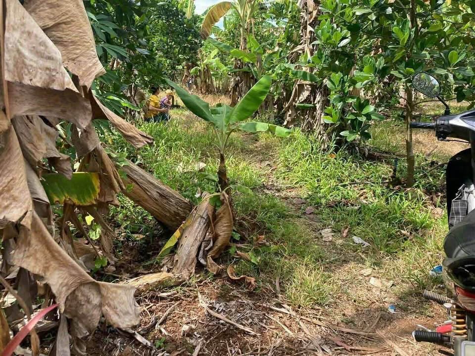 Đất nền Tà Lài, Tân Phú 2300m² giá 1.2 tỷ - Cơ hội đầu tư hấp dẫn!