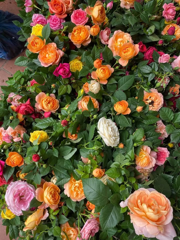 Farm cho thuê 150.000m² tại Thạnh Lộc, Giồng Riềng - Giá chỉ 3,2 triệu/công