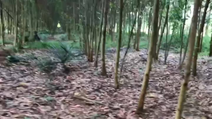 Đất nền Suối Kiết, Tánh Linh 32.400m² giá 620 triệu - Sổ đỏ chính chủ