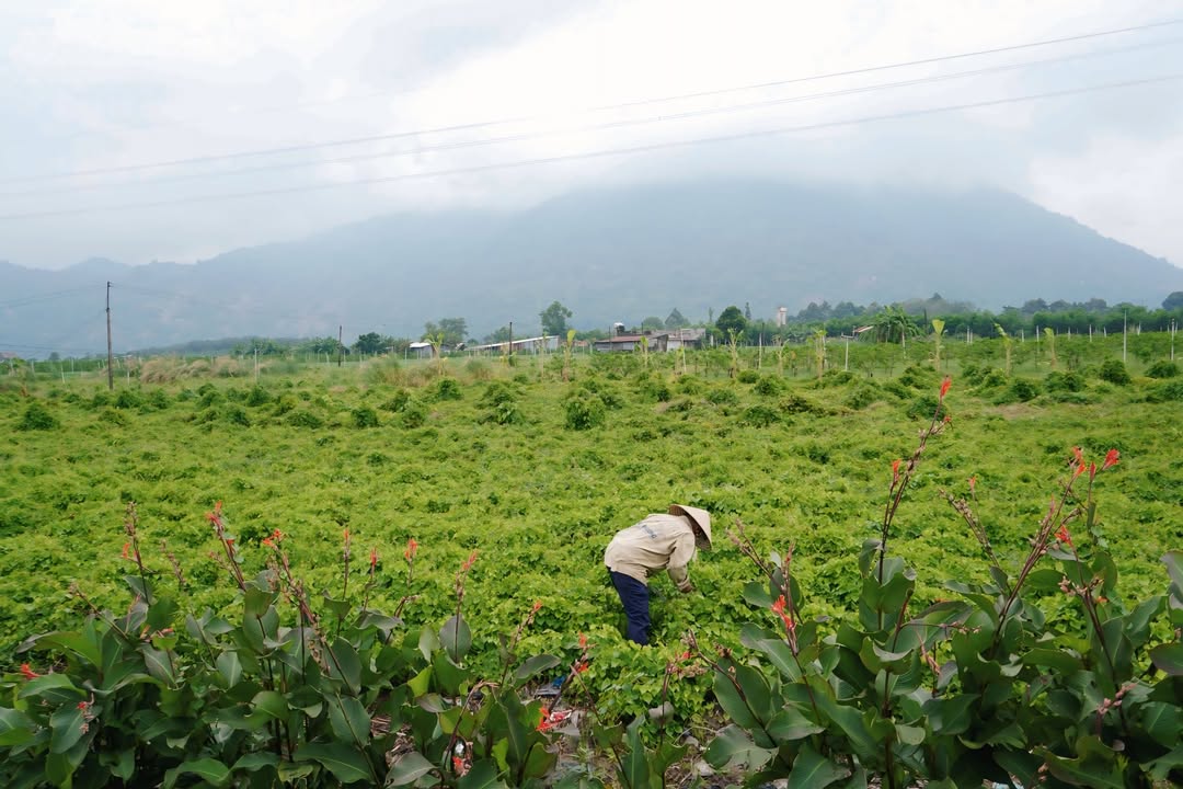 Đất nền 1000m² tại Suối Đá, Dương Minh Châu chỉ 319 triệu - Cơ hội đầu tư lý tưởng!