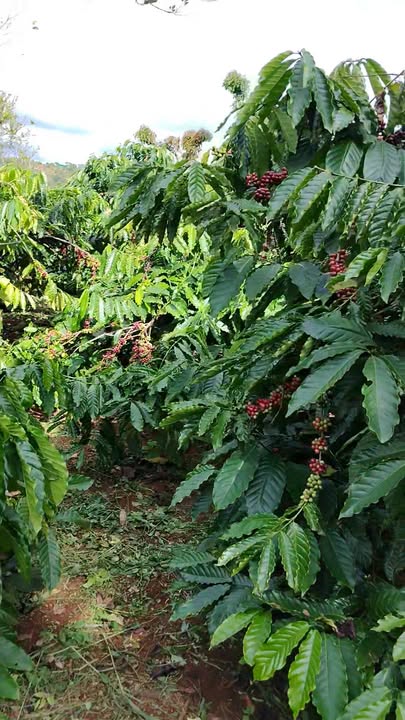 Đất nền kinh doanh tại Tuy Đức Đắk Nông 12.000m² giá 2.5 tỷ - Đầu tư sinh lời cao!