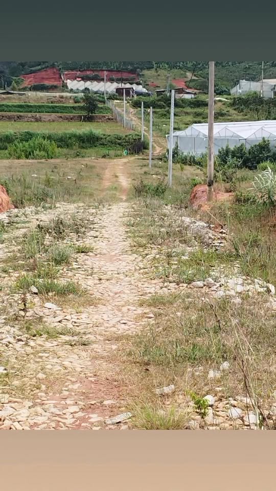 Đất nông nghiệp Lạc Dương 542m² giá 2.25 tỷ - View núi Lang Biang đẹp mắt!