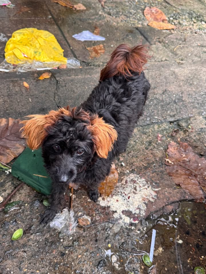 Nhà riêng Sơn Trà Đà Nẵng 60m² giá 1.3 tỷ - Sẵn sàng vào ở ngay!